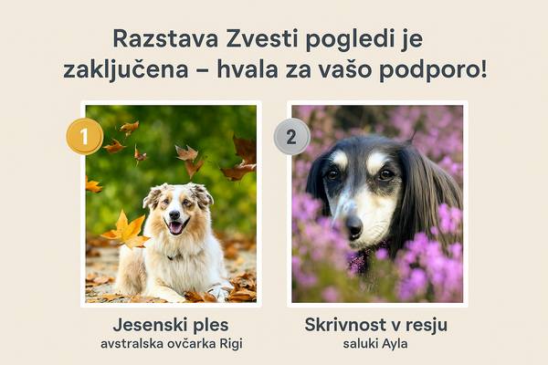 Hvala za vaše zveste oglede