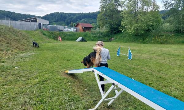 Agility za otroke: delavnica s kužki