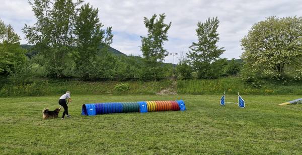 Agility za otroke: delavnica s kužki