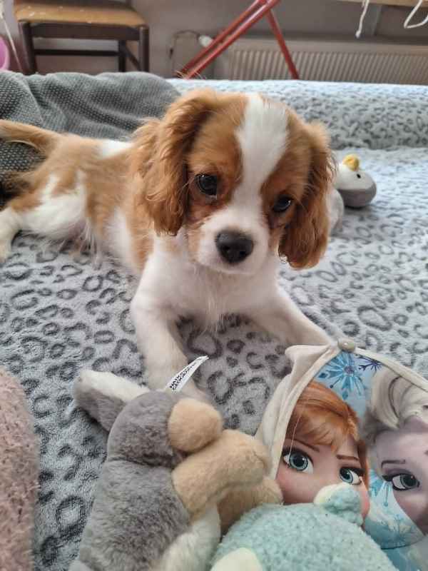 Yuki
